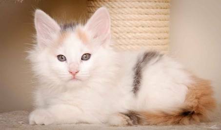 Description: J:\Pictures\L-kull\L-kull_8_weeks\20110104_L-kull_8_weeks_0048.jpg