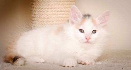 Description: J:\Pictures\L-kull\L-kull_8_weeks\20110104_L-kull_8_weeks_0043.jpg