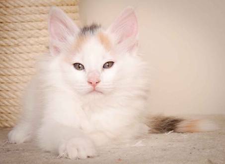 Description: J:\Pictures\L-kull\L-kull_8_weeks\20110104_L-kull_8_weeks_0041.jpg