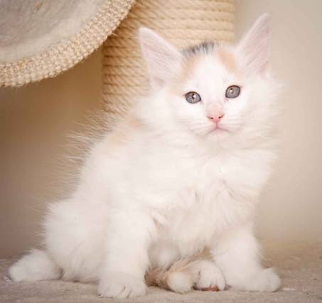 Description: J:\Pictures\L-kull\L-kull_8_weeks\20110104_L-kull_8_weeks_0051.jpg