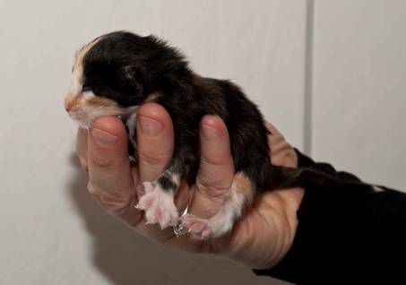 Description: Description: Description: J:\Pictures\L-kull\L-kull_newborn\20101109_L-kull_fdsel_0008.jpg