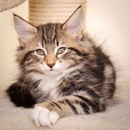 Description: J:\Pictures\M-kull\M-kull_10_weeks\20110128_M-kull_10_weeks_0009.jpg