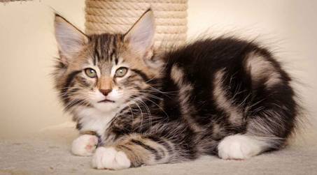 Description: J:\Pictures\M-kull\M-kull_10_weeks\20110128_M-kull_10_weeks_0003.jpg