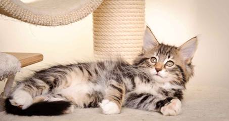 Description: J:\Pictures\M-kull\M-kull_10_weeks\20110128_M-kull_10_weeks_0011.jpg