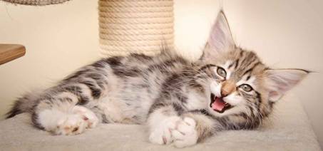 Description: J:\Pictures\M-kull\M-kull_10_weeks\20110128_M-kull_10_weeks_0027.jpg