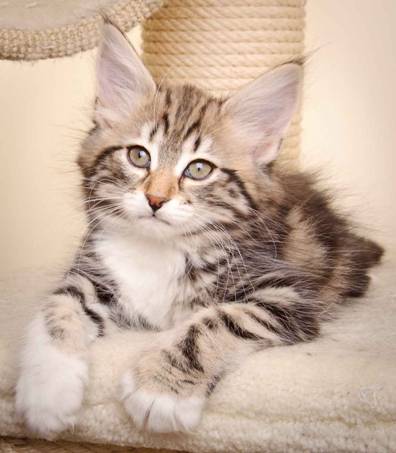 Description: J:\Pictures\M-kull\M-kull_10_weeks\20110128_M-kull_10_weeks_0017.jpg