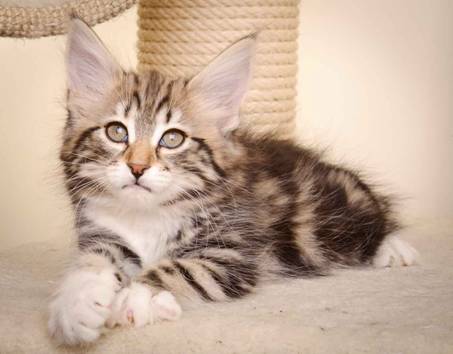 Description: J:\Pictures\M-kull\M-kull_10_weeks\20110128_M-kull_10_weeks_0030.jpg