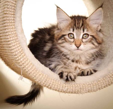 Description: J:\Pictures\M-kull\M-kull_10_weeks\20110128_M-kull_10_weeks_0061.jpg