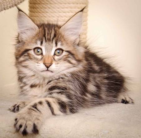 Description: J:\Pictures\M-kull\M-kull_10_weeks\20110128_M-kull_10_weeks_0059.jpg