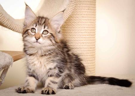 Description: J:\Pictures\M-kull\M-kull_10_weeks\20110128_M-kull_10_weeks_0057.jpg