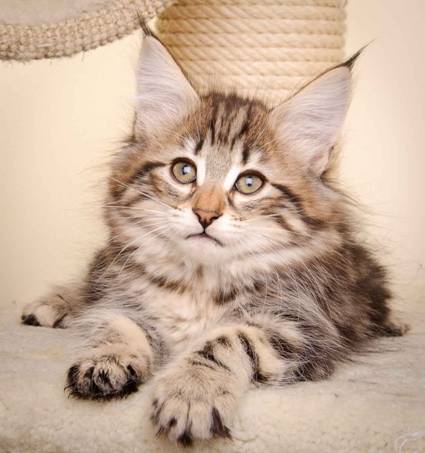 Description: J:\Pictures\M-kull\M-kull_10_weeks\20110128_M-kull_10_weeks_0044.jpg