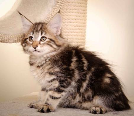 Description: J:\Pictures\M-kull\M-kull_10_weeks\20110128_M-kull_10_weeks_0040.jpg