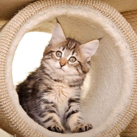 Description: J:\Pictures\M-kull\M-kull_10_weeks\20110128_M-kull_10_weeks_0064.jpg