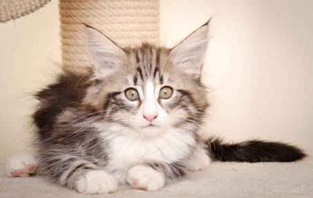 Description: J:\Pictures\M-kull\M-kull_10_weeks\20110128_M-kull_10_weeks_0074.jpg