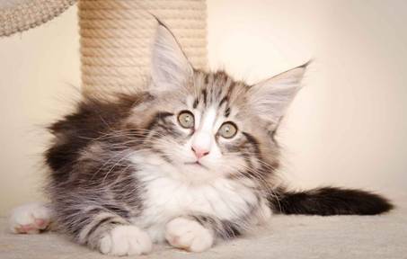 Description: J:\Pictures\M-kull\M-kull_10_weeks\20110128_M-kull_10_weeks_0073.jpg