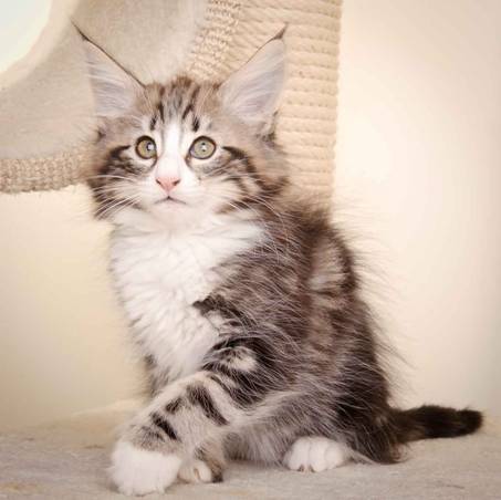 Description: J:\Pictures\M-kull\M-kull_10_weeks\20110128_M-kull_10_weeks_0068.jpg