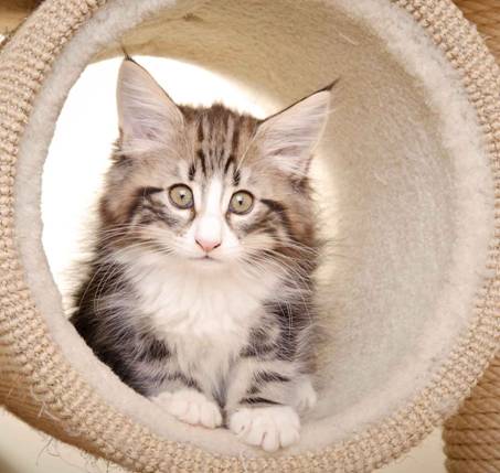 Description: J:\Pictures\M-kull\M-kull_10_weeks\20110128_M-kull_10_weeks_0089.jpg