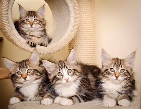 Description: J:\Pictures\M-kull\M-kull_11_weeks\20110205_M-kull_11_weeks_0134.jpg