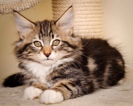 Description: J:\Pictures\M-kull\M-kull_11_weeks\20110205_M-kull_11_weeks_0034.jpg