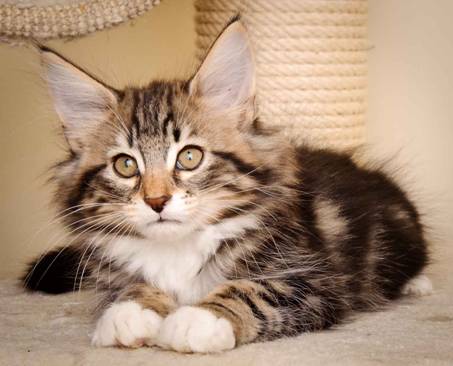 Description: J:\Pictures\M-kull\M-kull_11_weeks\20110205_M-kull_11_weeks_0028.jpg