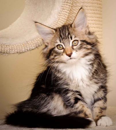 Description: J:\Pictures\M-kull\M-kull_11_weeks\20110205_M-kull_11_weeks_0022.jpg