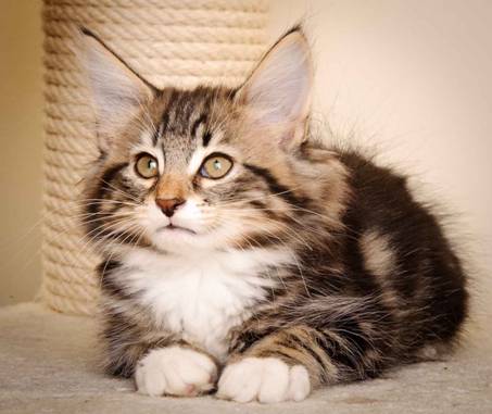 Description: J:\Pictures\M-kull\M-kull_11_weeks\20110205_M-kull_11_weeks_0020.jpg