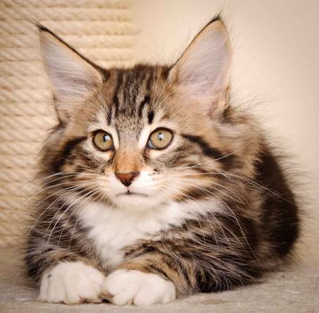 Description: J:\Pictures\M-kull\M-kull_11_weeks\20110205_M-kull_11_weeks_0017.jpg