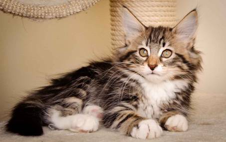 Description: J:\Pictures\M-kull\M-kull_11_weeks\20110205_M-kull_11_weeks_0037.jpg