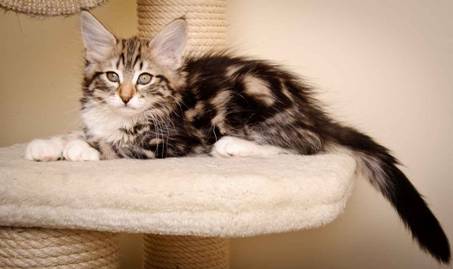 Description: J:\Pictures\M-kull\M-kull_11_weeks\20110205_M-kull_11_weeks_0055.jpg