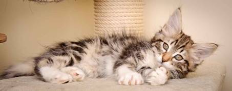 Description: J:\Pictures\M-kull\M-kull_11_weeks\20110205_M-kull_11_weeks_0054.jpg