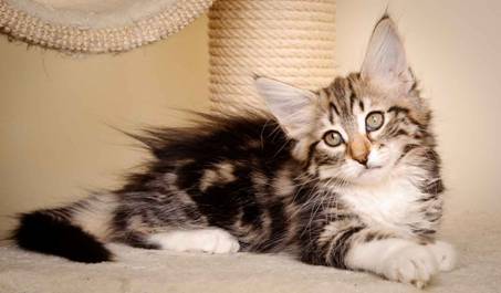 Description: J:\Pictures\M-kull\M-kull_11_weeks\20110205_M-kull_11_weeks_0051.jpg