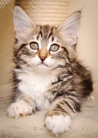 Description: J:\Pictures\M-kull\M-kull_11_weeks\20110205_M-kull_11_weeks_0040.jpg