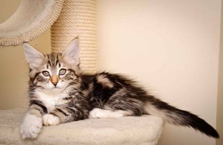 Description: J:\Pictures\M-kull\M-kull_11_weeks\20110205_M-kull_11_weeks_0056.jpg