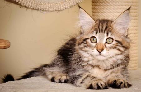 Description: J:\Pictures\M-kull\M-kull_11_weeks\20110205_M-kull_11_weeks_0079.jpg