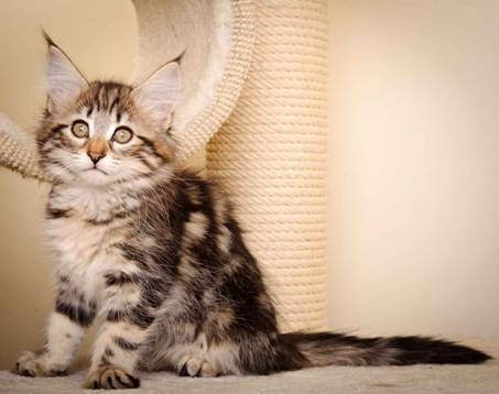 Description: J:\Pictures\M-kull\M-kull_11_weeks\20110205_M-kull_11_weeks_0072.jpg