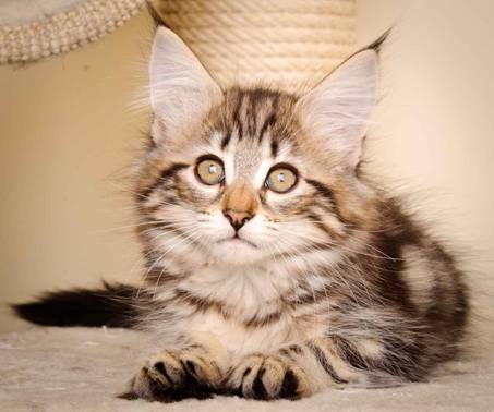 Description: J:\Pictures\M-kull\M-kull_11_weeks\20110205_M-kull_11_weeks_0069.jpg