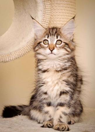 Description: J:\Pictures\M-kull\M-kull_11_weeks\20110205_M-kull_11_weeks_0061.jpg