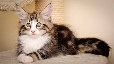 Description: J:\Pictures\M-kull\M-kull_11_weeks\20110205_M-kull_11_weeks_0110.jpg