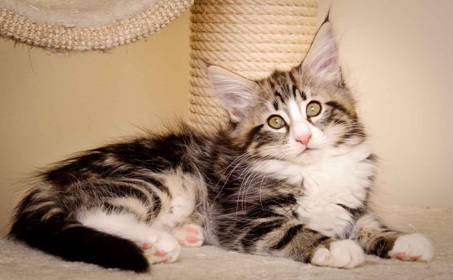 Description: J:\Pictures\M-kull\M-kull_11_weeks\20110205_M-kull_11_weeks_0100.jpg