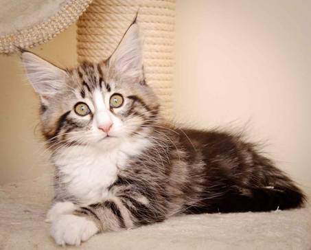 Description: J:\Pictures\M-kull\M-kull_11_weeks\20110205_M-kull_11_weeks_0095.jpg