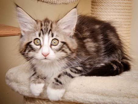 Description: J:\Pictures\M-kull\M-kull_11_weeks\20110205_M-kull_11_weeks_0090.jpg