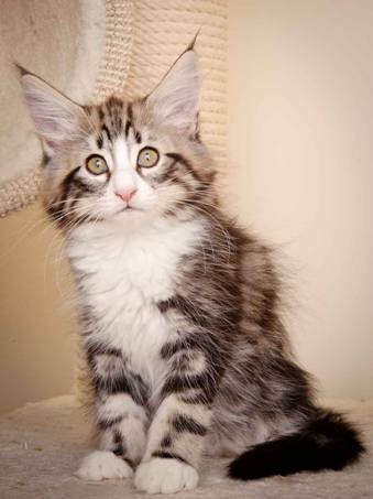 Description: J:\Pictures\M-kull\M-kull_11_weeks\20110205_M-kull_11_weeks_0088.jpg