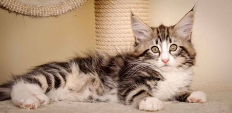 Description: J:\Pictures\M-kull\M-kull_11_weeks\20110205_M-kull_11_weeks_0123.jpg