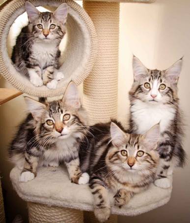 Description: Description: J:\Pictures\M-kull\M-kull_13_weeks\20110221_M-kull_13_weeks_0116.jpg