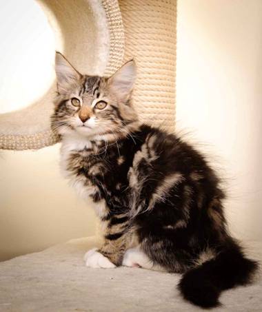 Description: Description: J:\Pictures\M-kull\M-kull_13_weeks\20110221_M-kull_13_weeks_0015.jpg