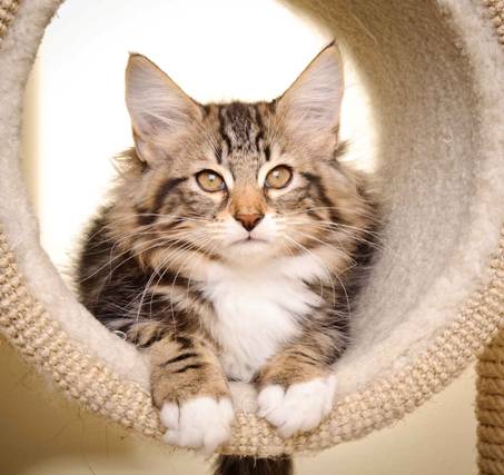 Description: Description: J:\Pictures\M-kull\M-kull_13_weeks\20110221_M-kull_13_weeks_0010.jpg