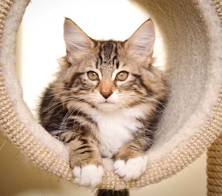 Description: Description: J:\Pictures\M-kull\M-kull_13_weeks\20110221_M-kull_13_weeks_0009.jpg