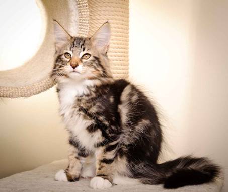 Description: Description: J:\Pictures\M-kull\M-kull_13_weeks\20110221_M-kull_13_weeks_0003.jpg