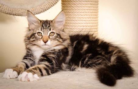 Description: Description: J:\Pictures\M-kull\M-kull_13_weeks\20110221_M-kull_13_weeks_0021.jpg