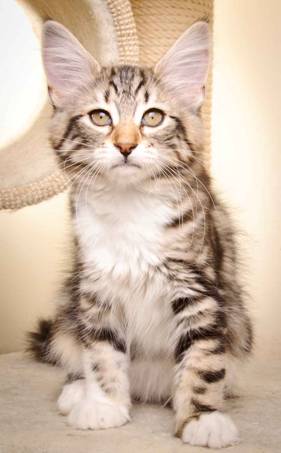 Description: Description: J:\Pictures\M-kull\M-kull_13_weeks\20110221_M-kull_13_weeks_0051.jpg